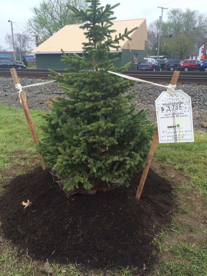 Freshly Planted Evergreen Tree