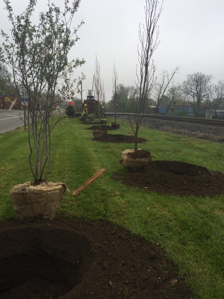 Saplings Next to Freshly Dug Holes
