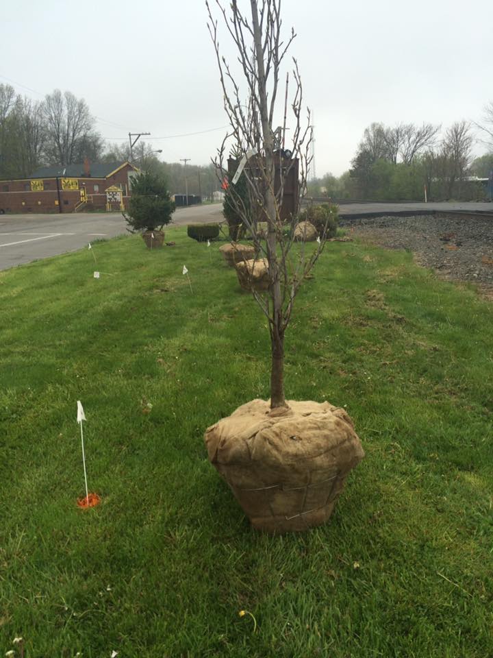 Saplings Ready to Plant