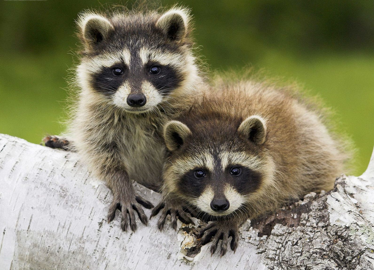 Raccoons